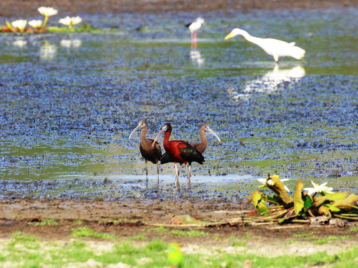 The Ibis - Wilpattu Villa ปุตตาลัม ภายนอก รูปภาพ